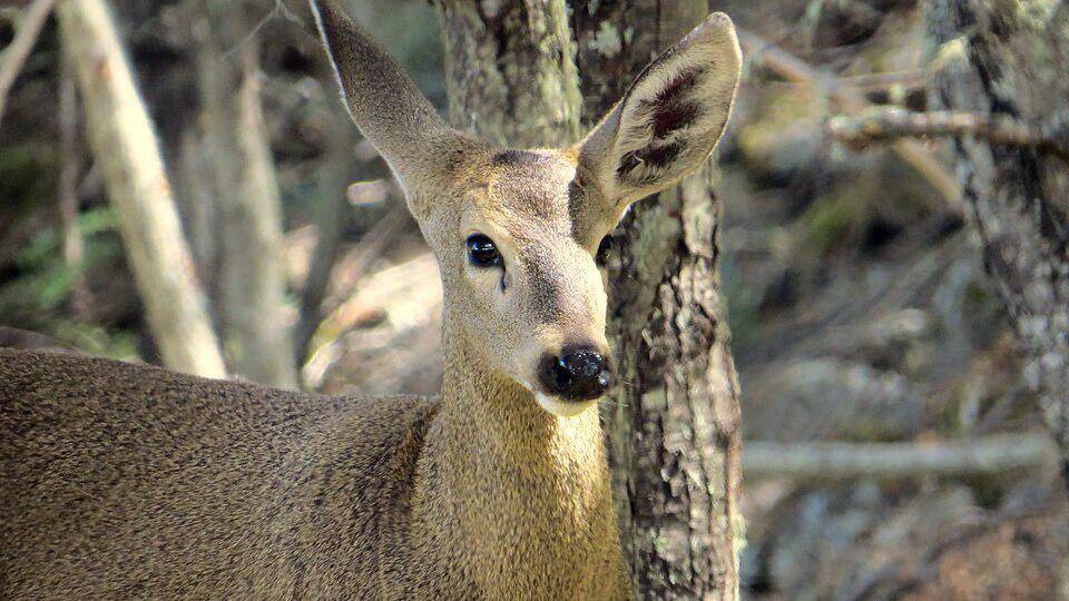huemul berusia muda di Cagar Alam Tamango, Chili (commons.wikimedia.org/Felipe.alarcon)