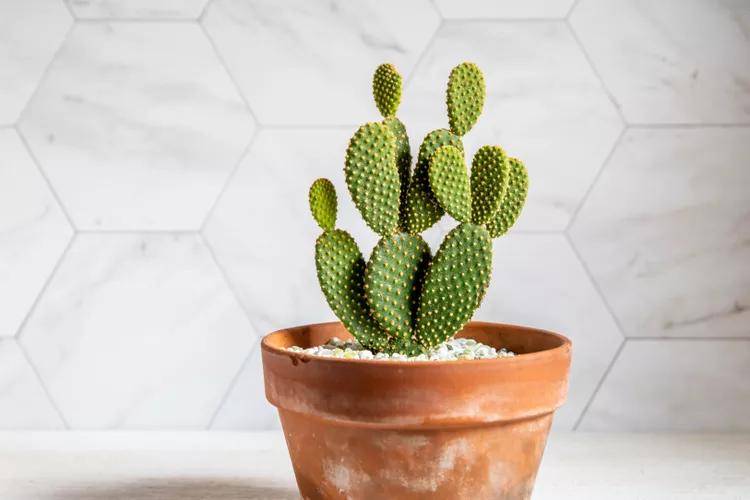 ilustrasi bunny ear cactus