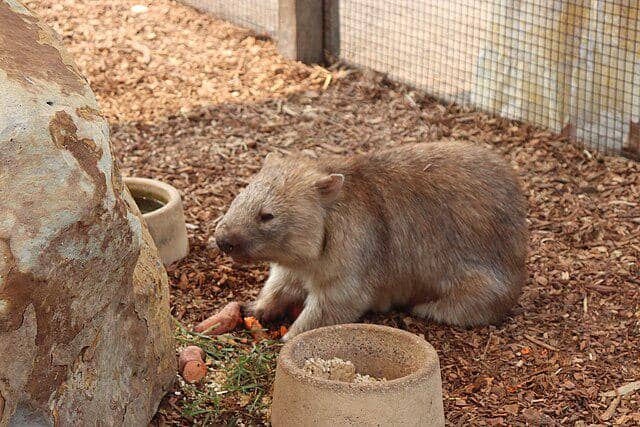 ilustrasi wombat (commons.wikimedia/Xavier Lahey)