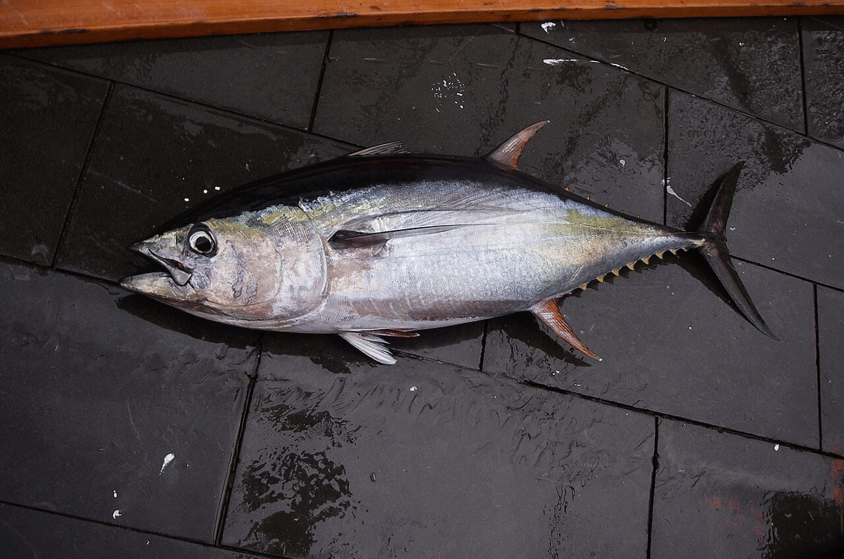 Ikan yang Mengandung Merkuri