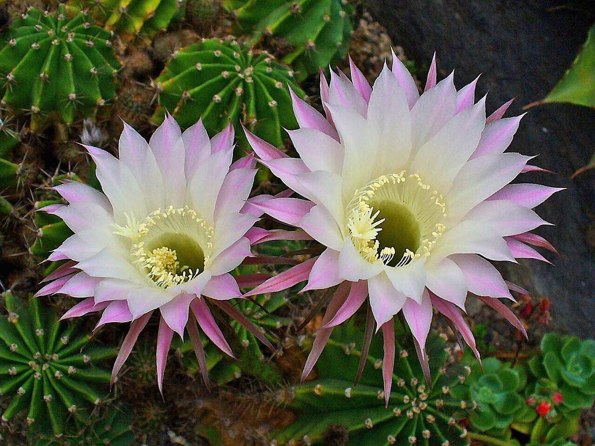 ilustrasi tanaman Echinopsis oxygona