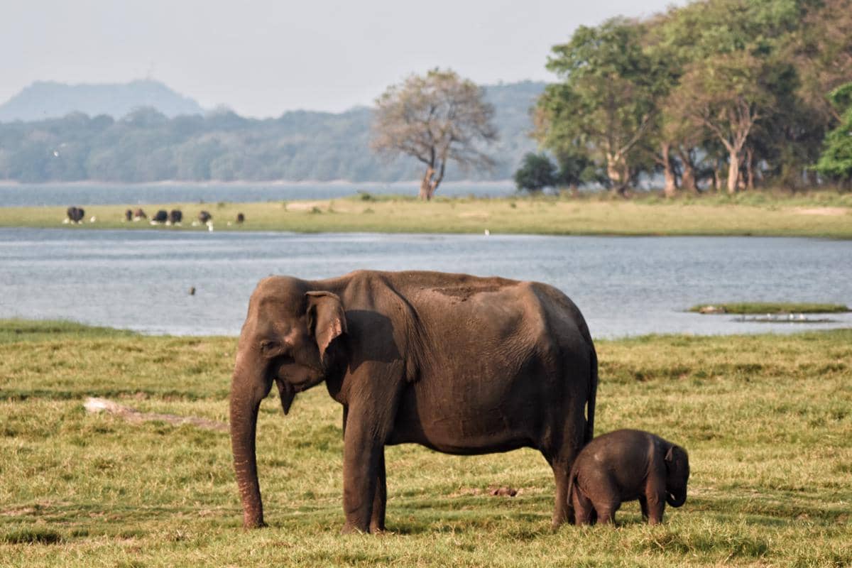potret gajah Sri Lanka di Taman Nasional Minneriya (commons.wikimedia.org/Eli Solidum)