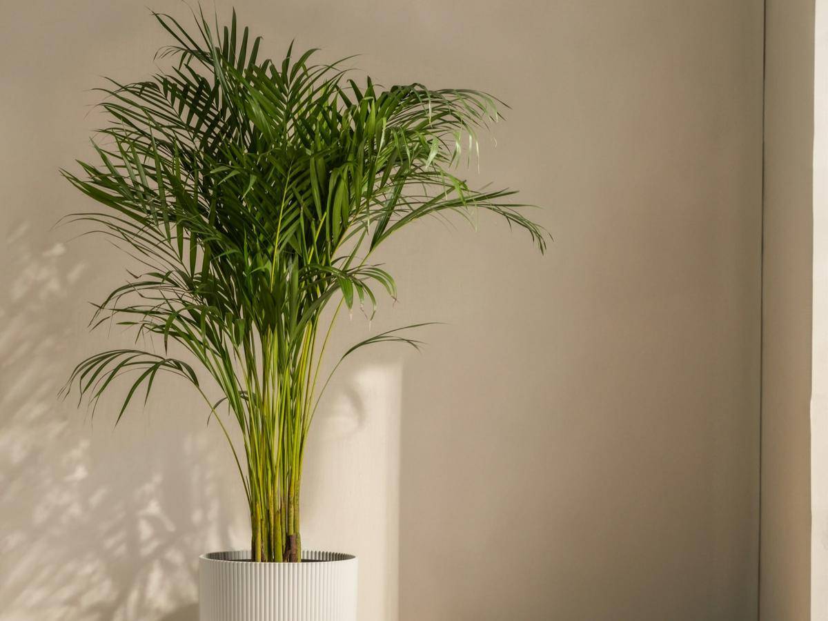ilustrasi tanaman areca palm (unsplash.com/feey)