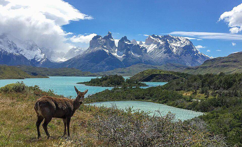 huemul di habitat asli (commons.wikimedia.org/Sebastián Saiter V)