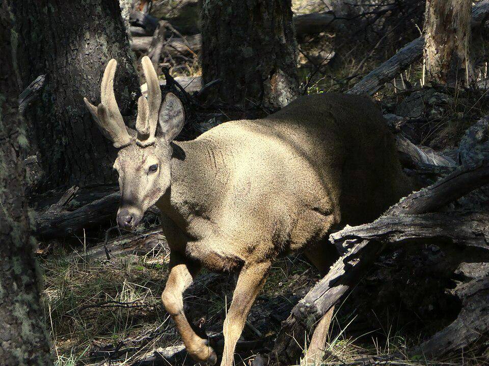 huemul jantan di Argentina (commons.wikimedia.org/Philipp Pavelka)