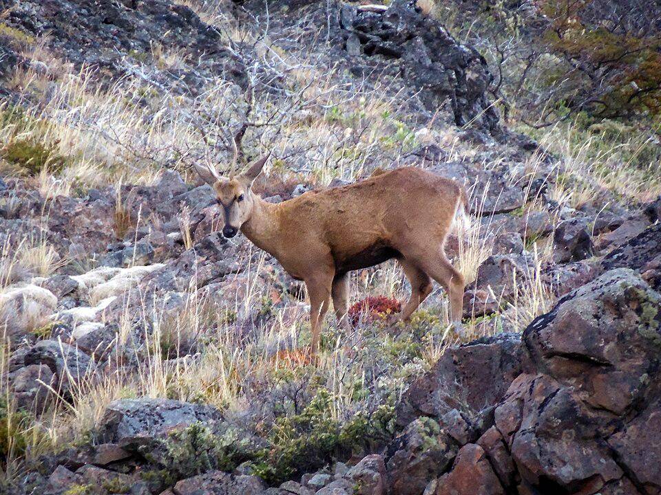 huemul jantan di Taman Nasional Patagonia, Chili (commons.wikimedia.org/Natalia Reyes Escobar)
