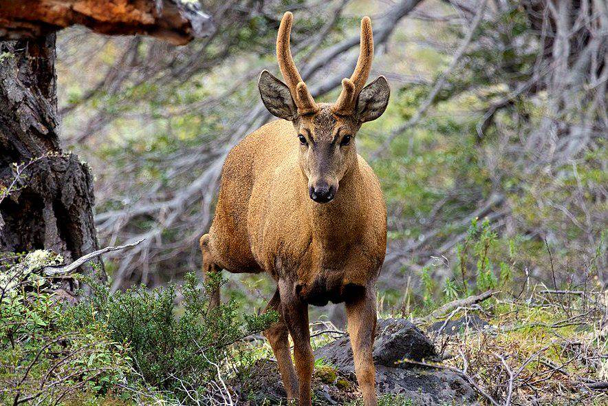 huemul jantan di Taman Nasional Torres del Paine, Chili (commons.wikimedia.org/Alejandroaguilarc)