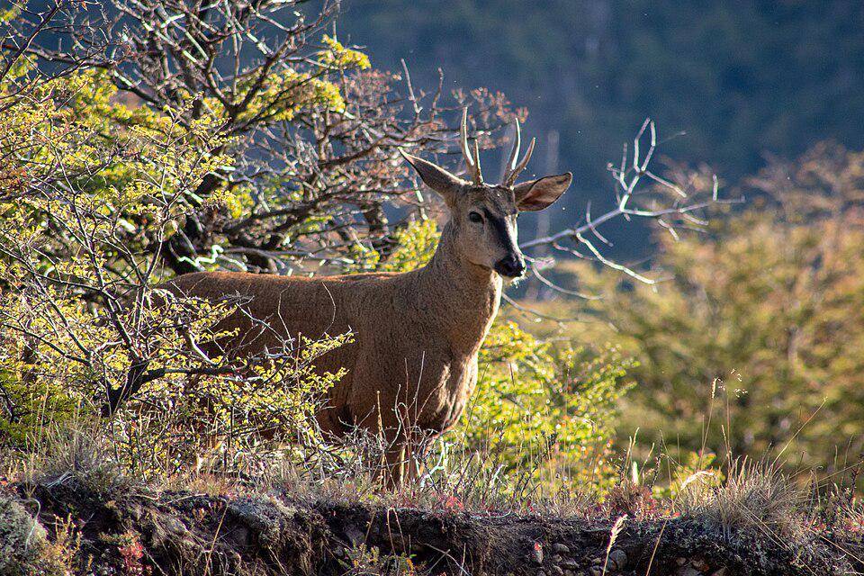 huemul jantan di Taman Nasional Patagonia, Chili (commons.wikimedia.org/Natalia Reyes Escobar)