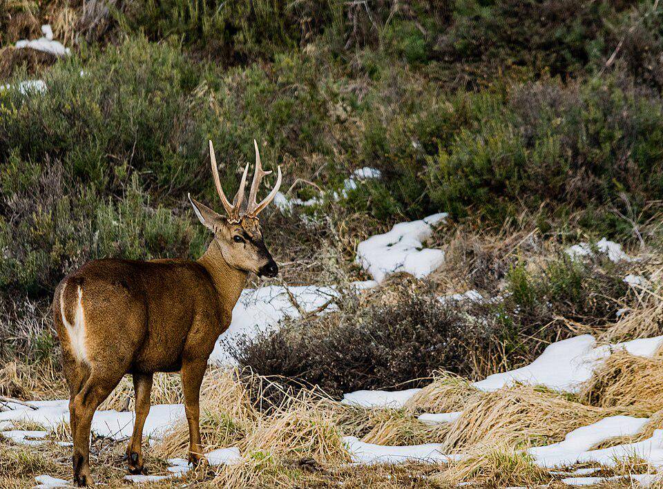 huemul jantan di Cagar Alam Cerro Castillo, Chili (commons.wikimedia.org/Fotogalilea)