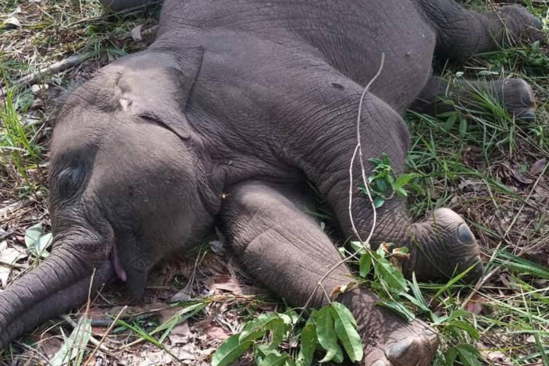 potret Tempat Kejadian Perkara kematian bayi gajah Khalista Lestari di Taman Nasional Tesso Nilo (instagram.com/herryheryawan)