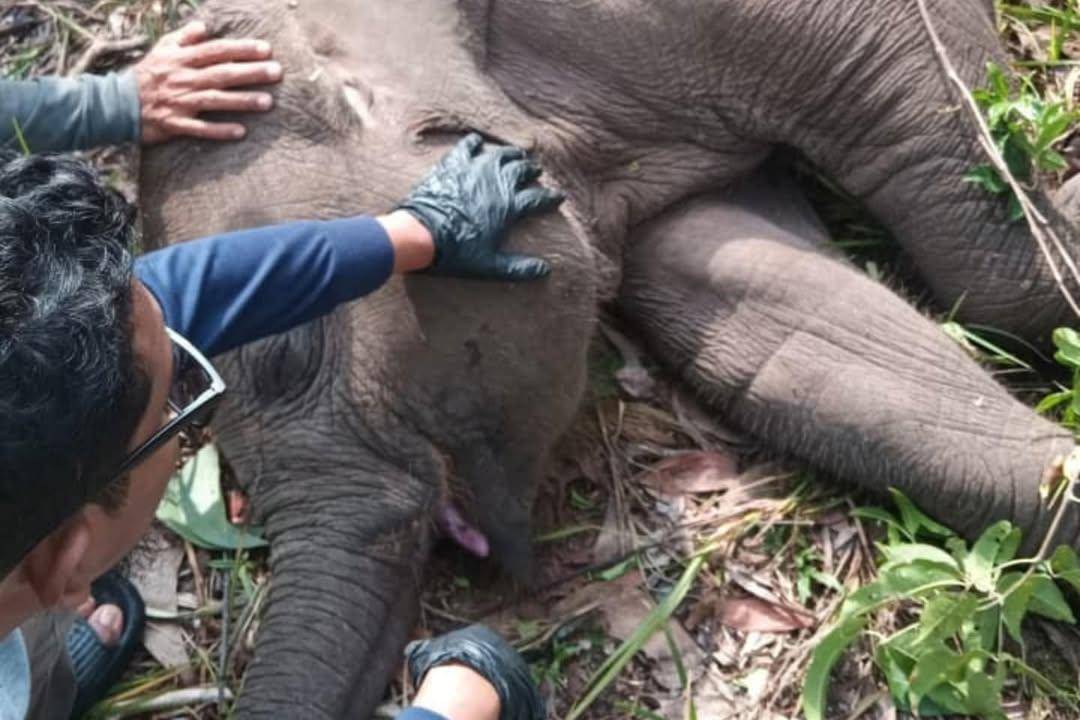 potret Tempat Kejadian Perkara kematian bayi gajah Khalista Lestari di Taman Nasional Tesso Nilo (instagram.com/herryheryawan)