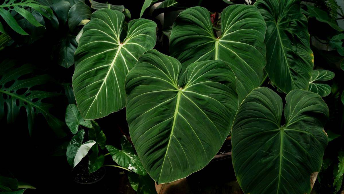 ilustrasi tanaman philodendron gloriosum (unsplash.com/lacà studio)