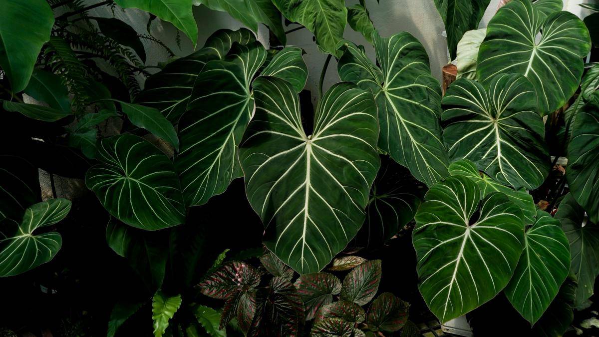 ilustrasi tanaman philodendron gloriosum (unsplash.com/lacà studio)