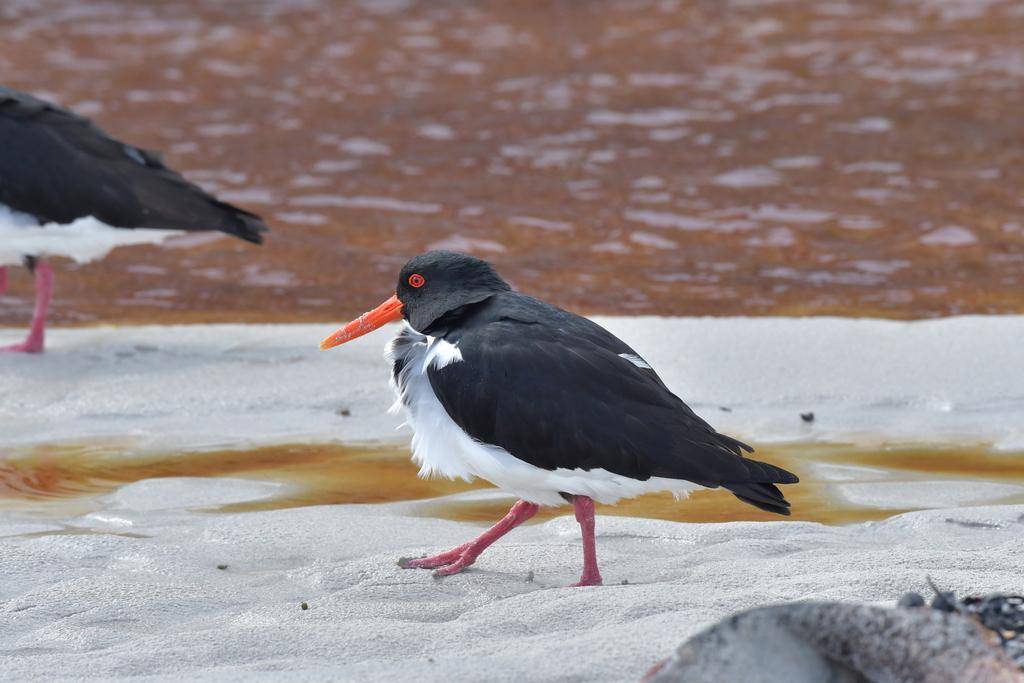 Chatham Island Oystercatcher