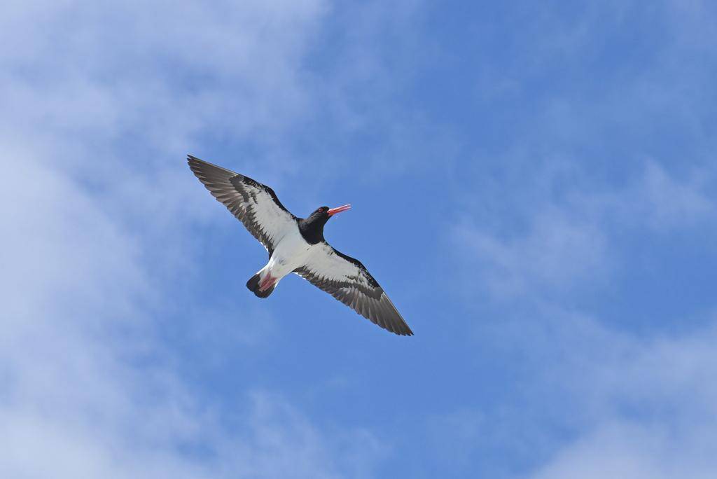 Chatham Island Oystercatcher