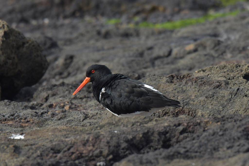 Chatham Island Oystercatcher
