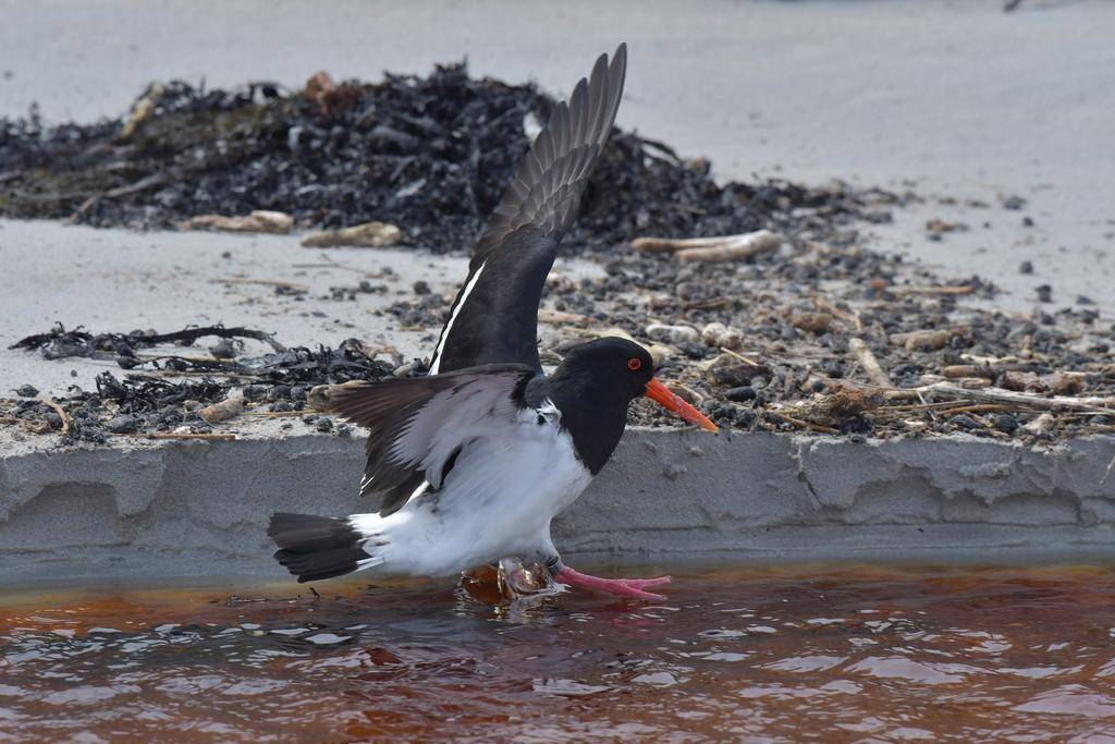 Chatham Island Oystercatcher