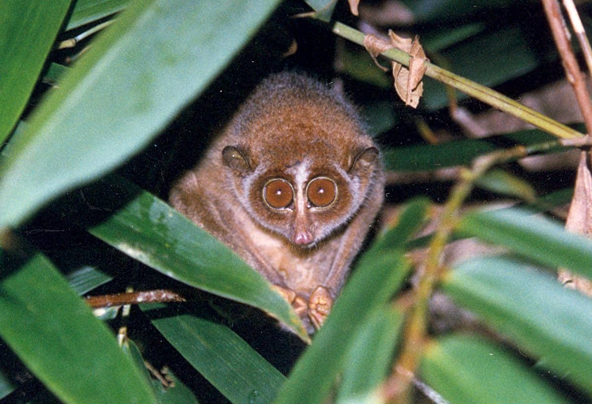 potret Red Slender Loris (commons.wikimedia.org/Dr. K.A.I. Nekaris)