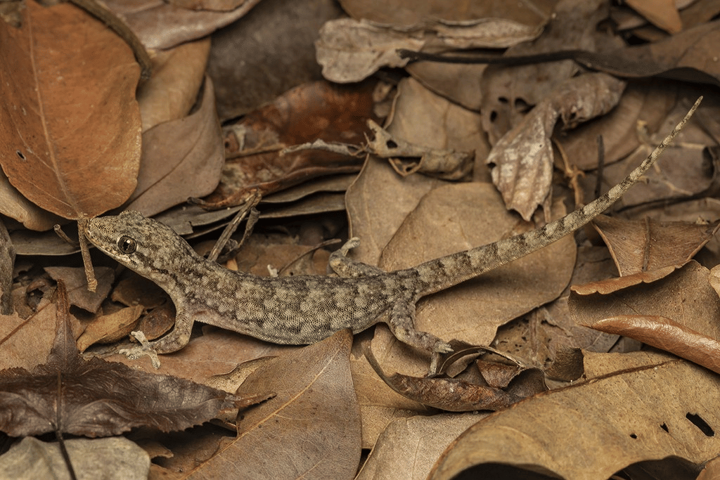 cecak rumah oriental (inaturalist.org/matthewkwan)