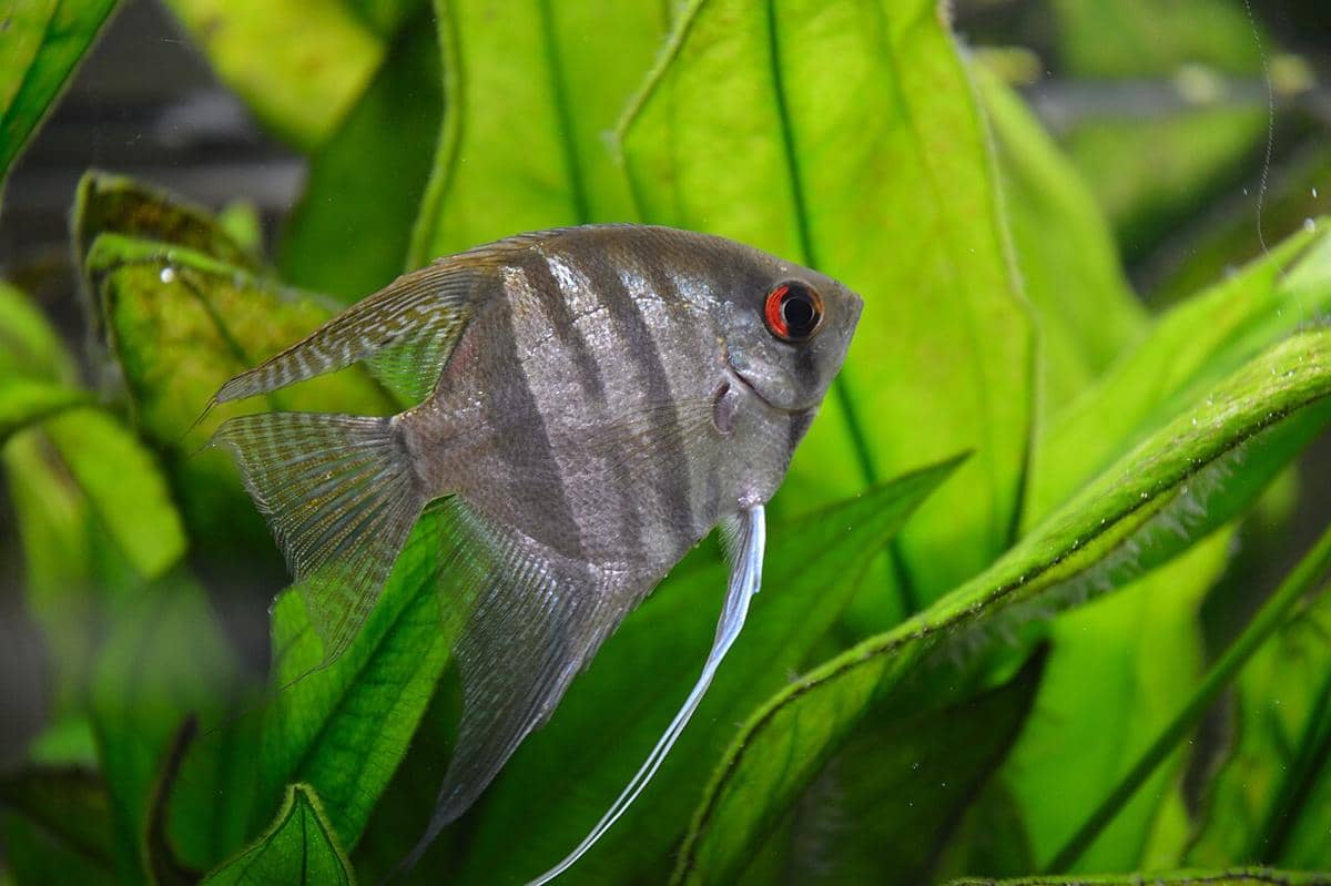 Ikan yang Cocok Untuk Aquascape