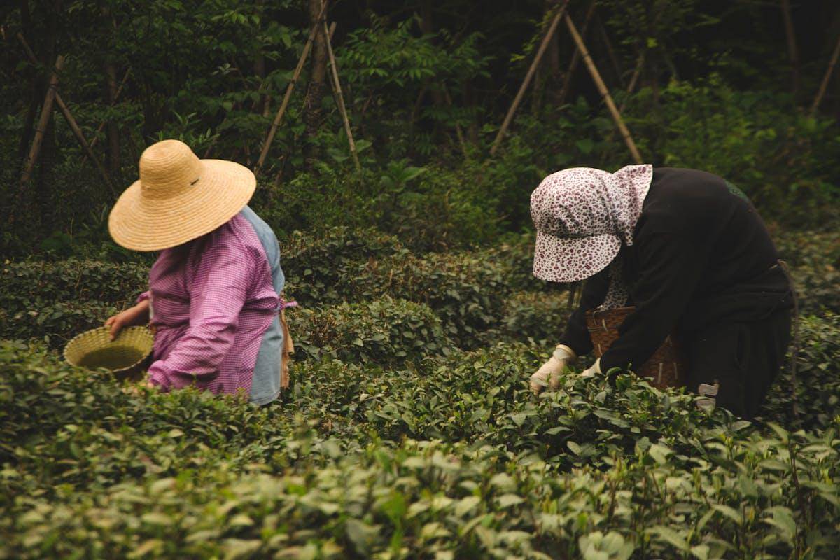 ilustrasi ibu-ibu pemetik teh longjing di Hangzhou, China
