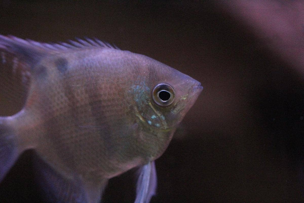 Ikan yang Cocok Untuk Aquascape