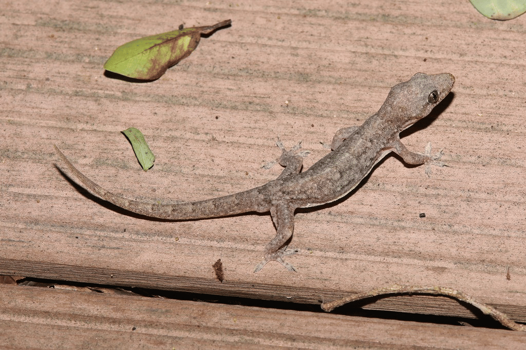 cecak rumah oriental (inaturalist.org/培基小學_a)