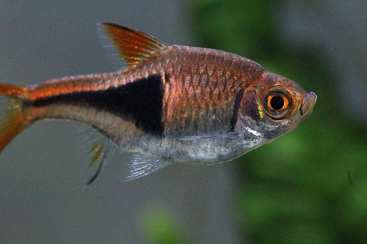 Ikan yang Cocok Untuk Aquascape