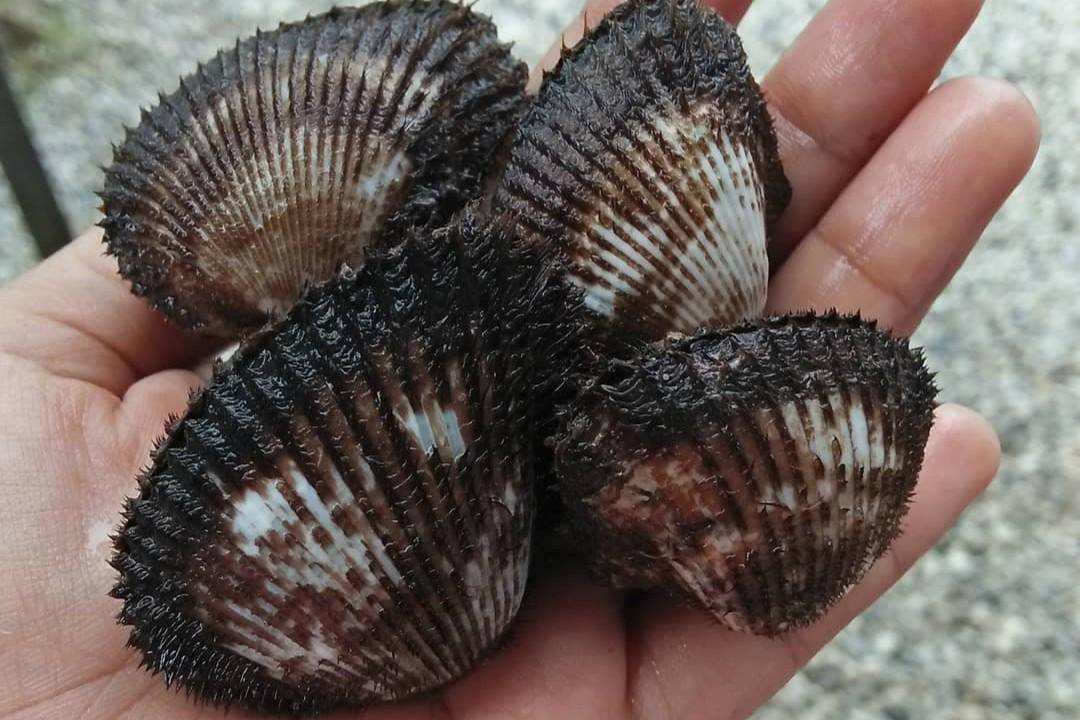 Ilustrasi kerang bulu (instagram.com/dapurkerang_pekanbaru)