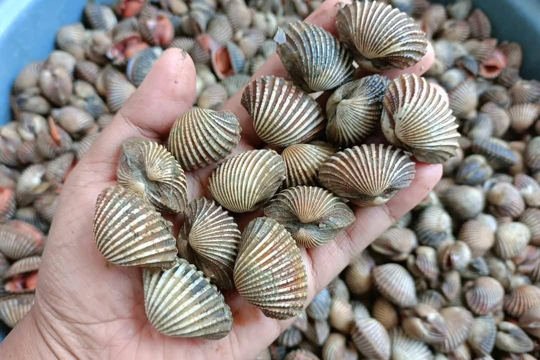 Ilustrasi kerang darah (instagram.com/oemah_kerang_sidoarjo)