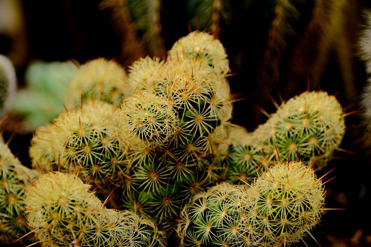 ilustrasi Mammillaria gracilis