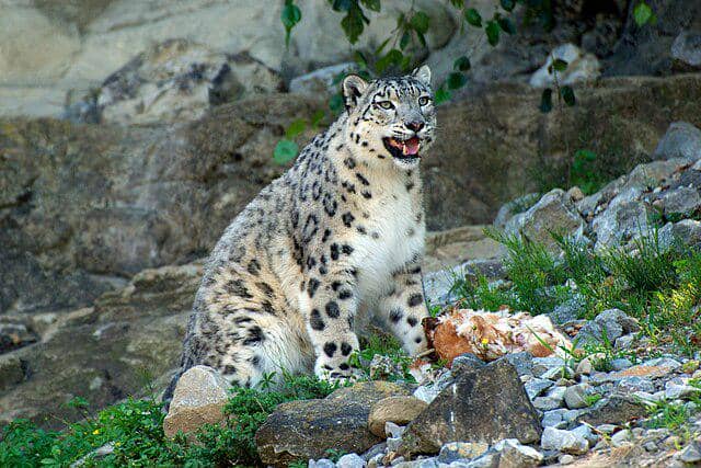 Snow Leopard Predator Sunyi yang Menjadi Legenda Pegunungan Himalaya