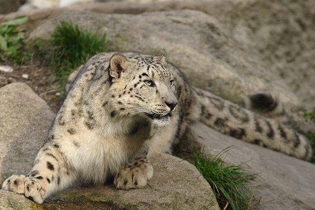 ilustrasi snow leopard (commons.wikimedia/Bernard Landgraf)