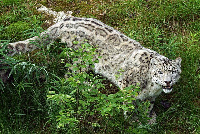 ilustrasi snow leopard (commons.wikimedia/kallerna)