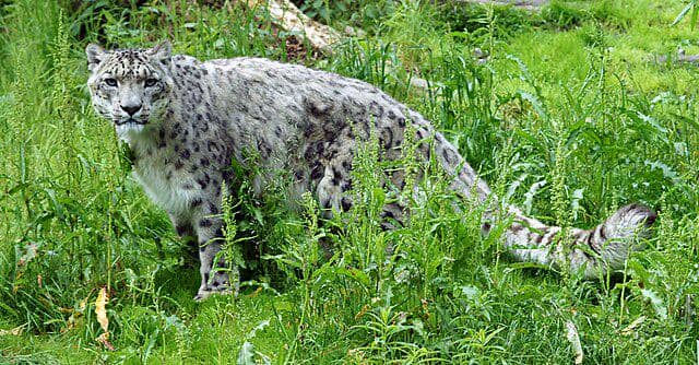 ilustrasi snow leopard (commons.wikimedia/kallerna)