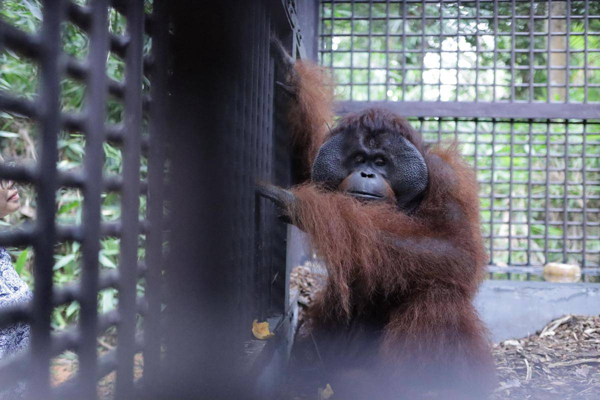 Mungky, Orangutan jantan berumur 24 tahun kini meninggali Pulau Kalawasan. 
