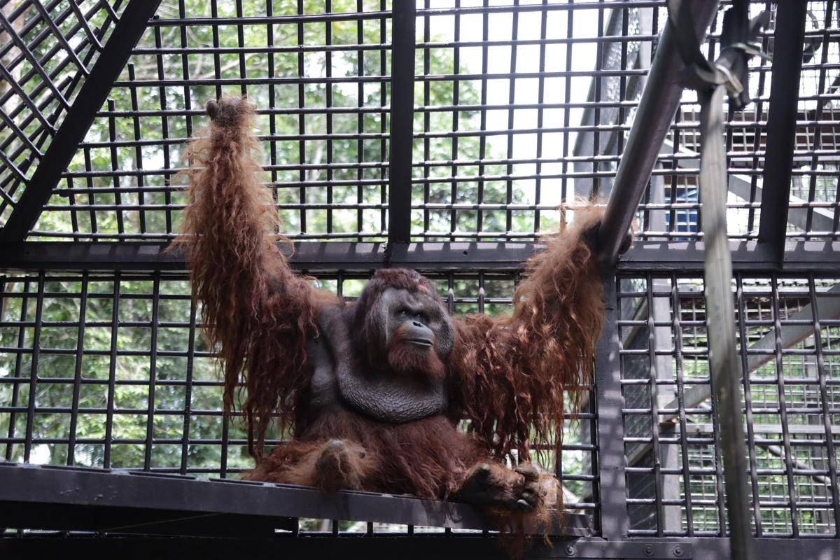 Dodo,orangutan jantan berusia 29 tahun, sebelumnya diselamatkan dari pemeliharaan ilegal di Bogor pada 2008.