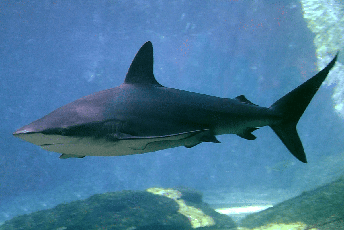 Ikan yang Mengandung Merkuri