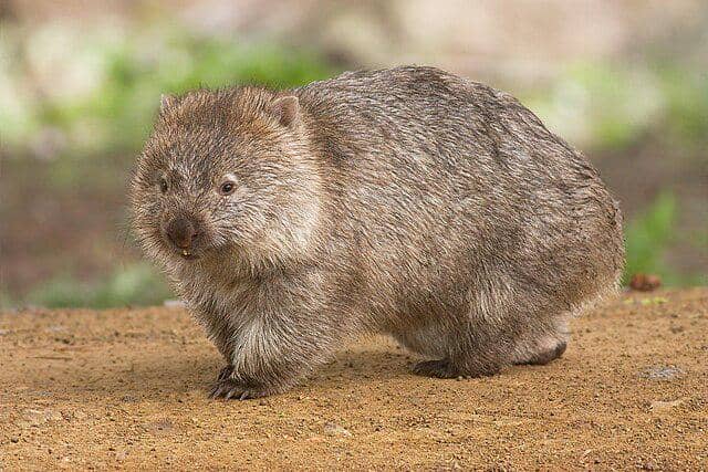 Mengenal Wombat Hewan Endemik Australia yang Mirip Babi