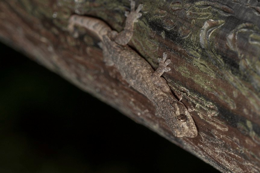 cecak rumah oriental (inaturalist.org/Paul Dickson)