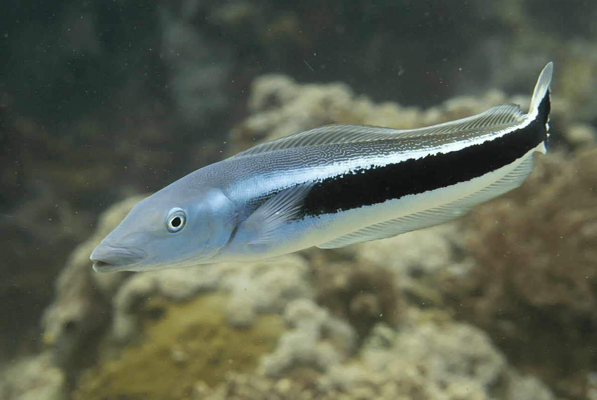 Ikan yang Mengandung Merkuri