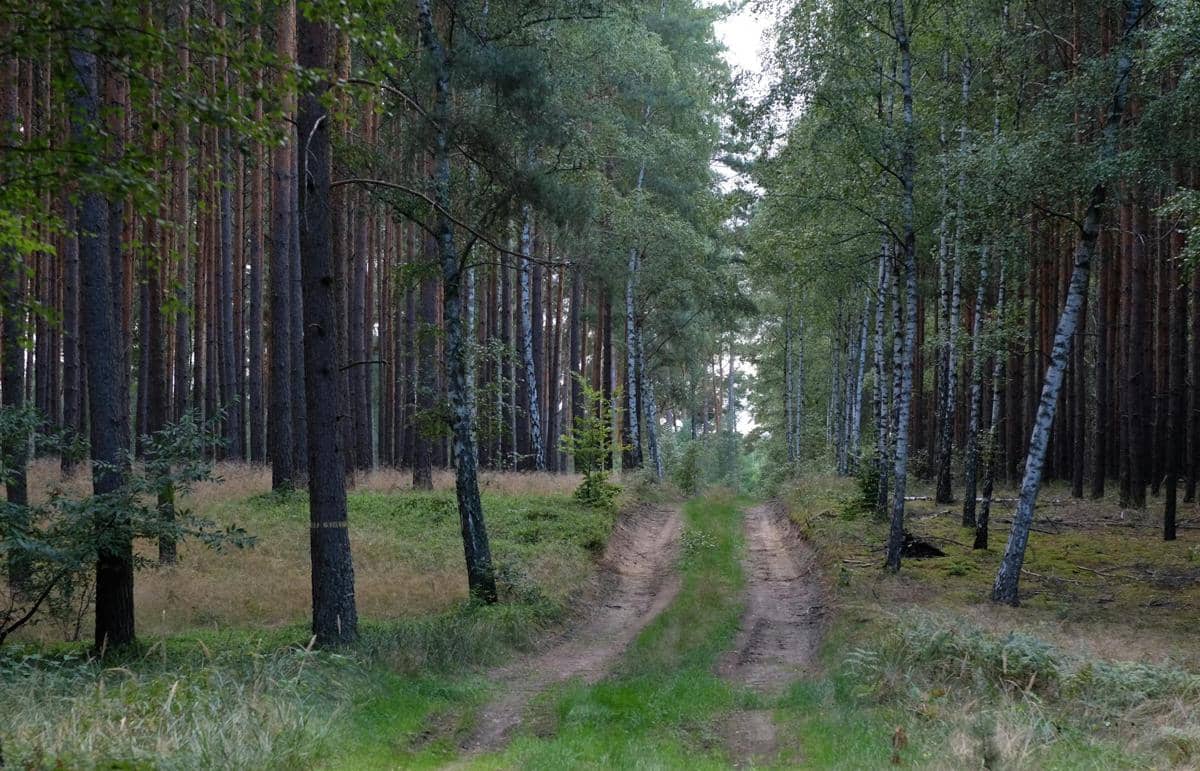 ilustrasi pohon birch (pexels.com/Roman Biernacki)