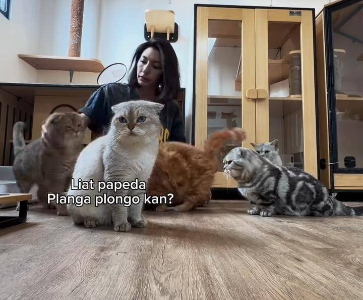 potret Tyas Mirasih pelihara 23 ekor kucing di rumah