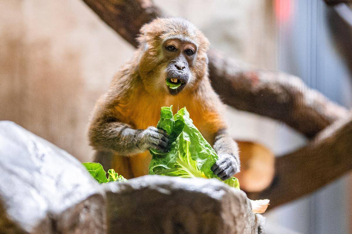 Golden-bellied Mangabey