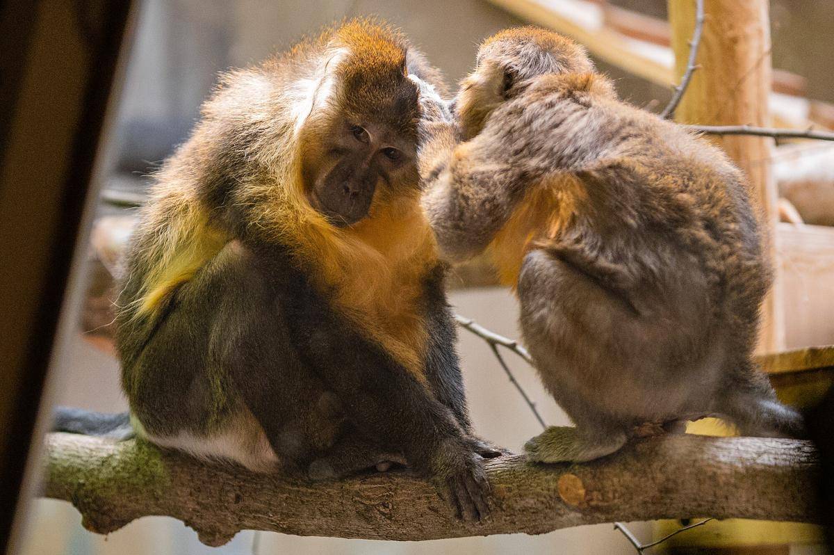Golden-bellied Mangabey