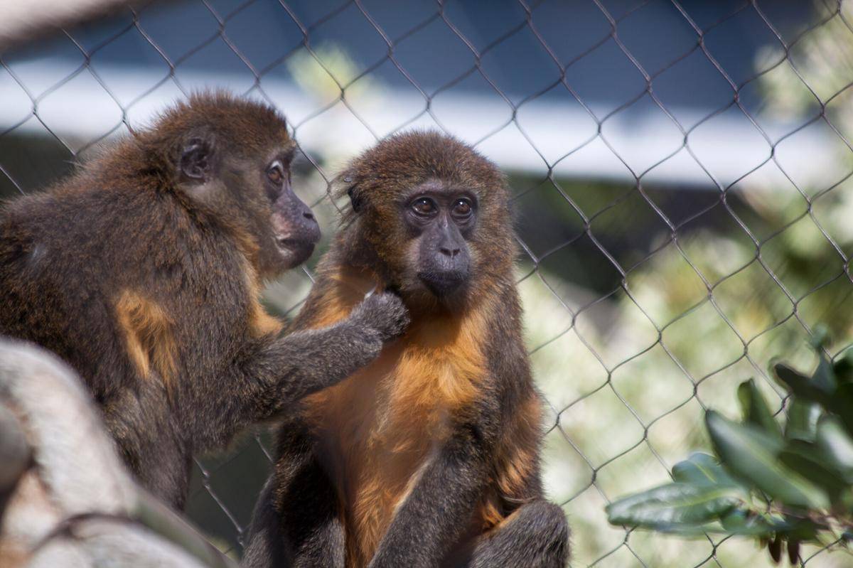 Golden-bellied Mangabey