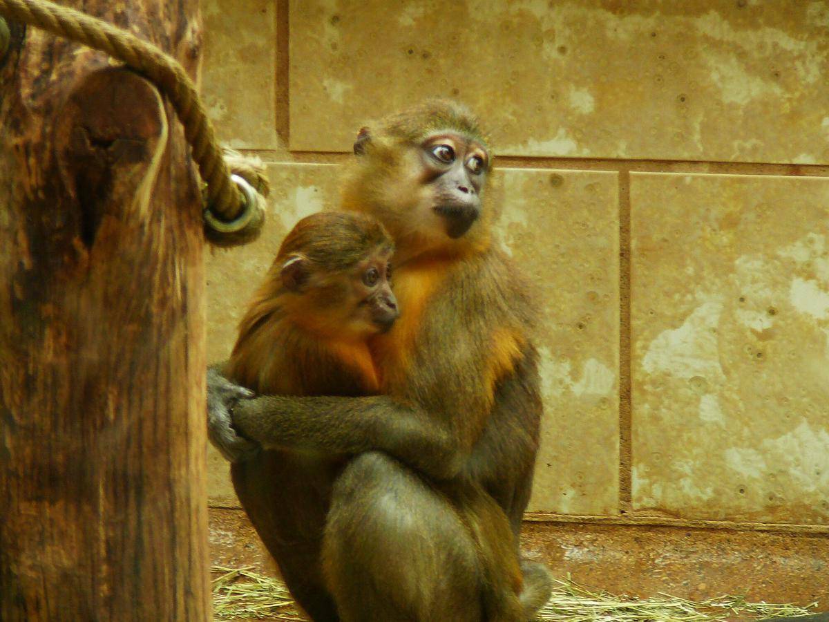 Golden-bellied Mangabey
