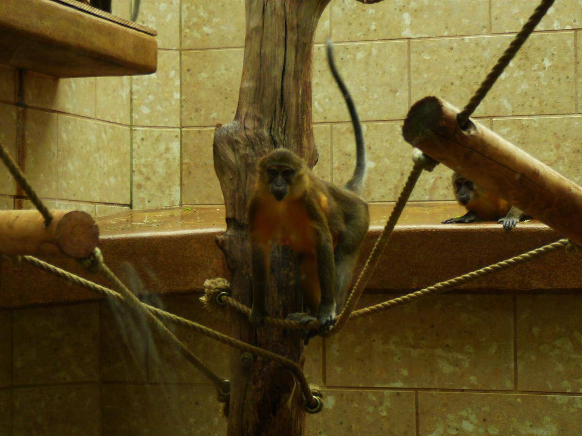 Golden-bellied Mangabey