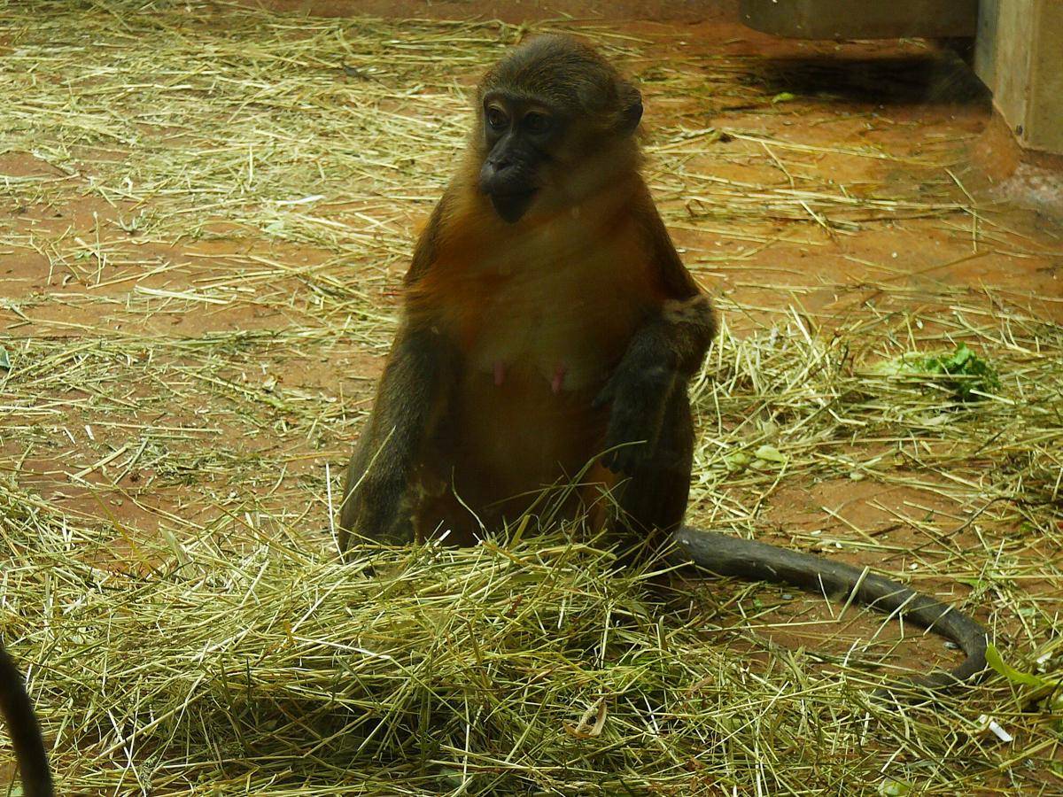 Golden-bellied Mangabey