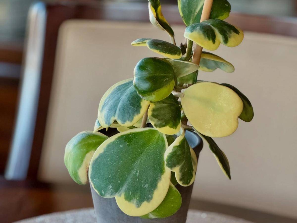 ilustrasi tanaman hoya kerrii variegata (instagram.com/your_plantdaddy)